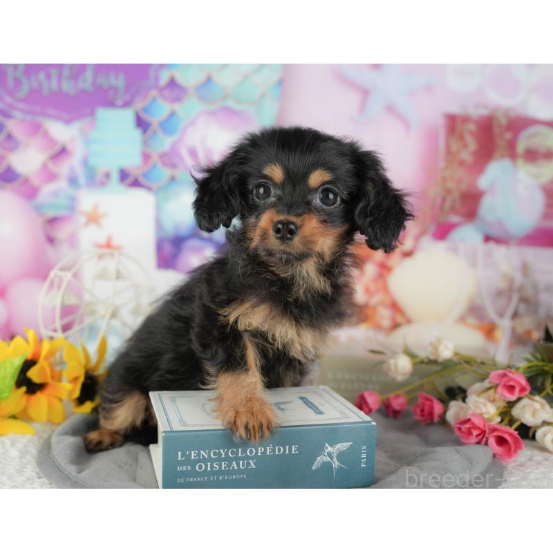 販売中の千葉県のミックス犬-436336の3枚目