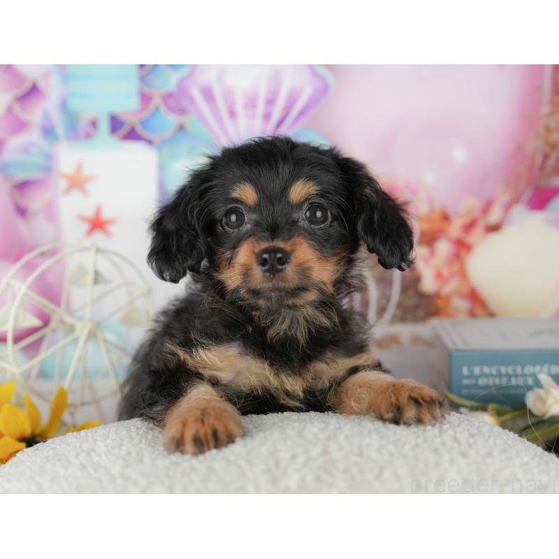 販売中の千葉県のミックス犬-436336の2枚目