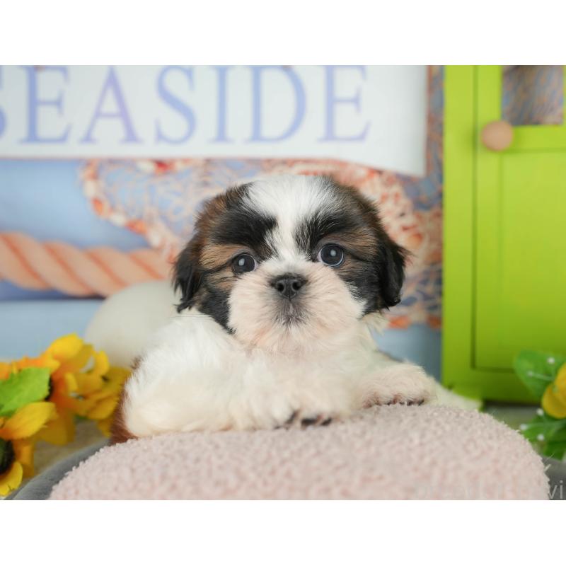 販売中の千葉県のシーズー-436334