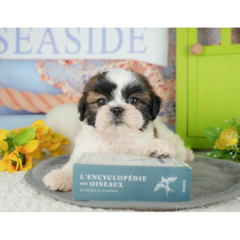 販売中の千葉県のシーズー-436334の11枚目