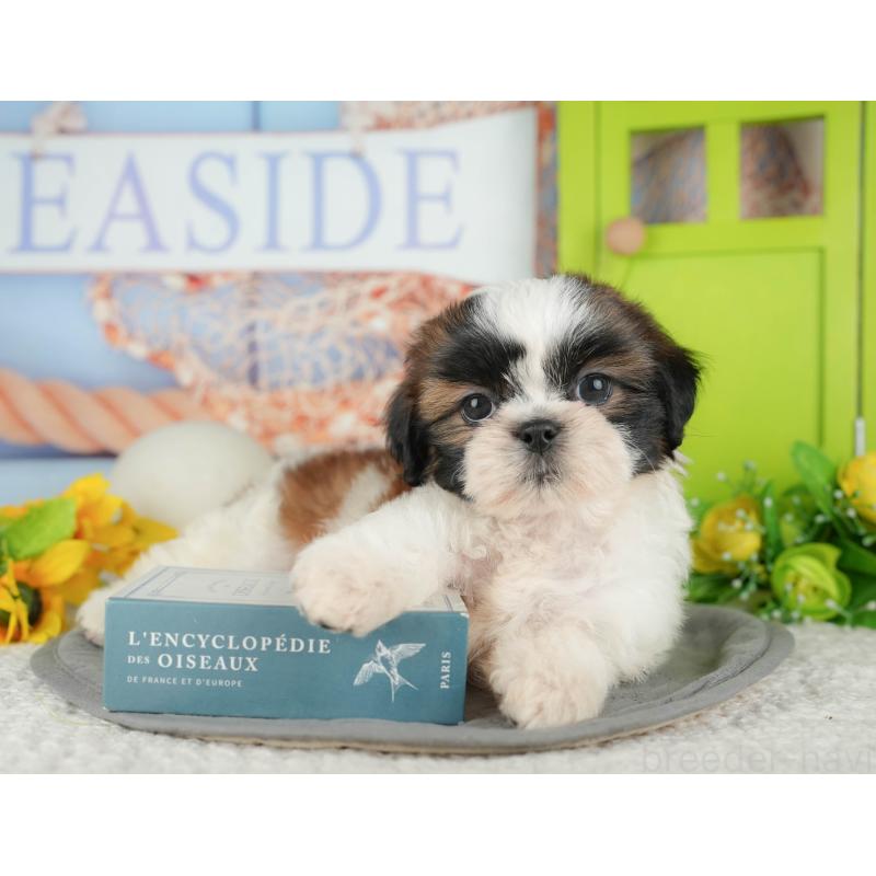 販売中の千葉県のシーズー-436334の10枚目