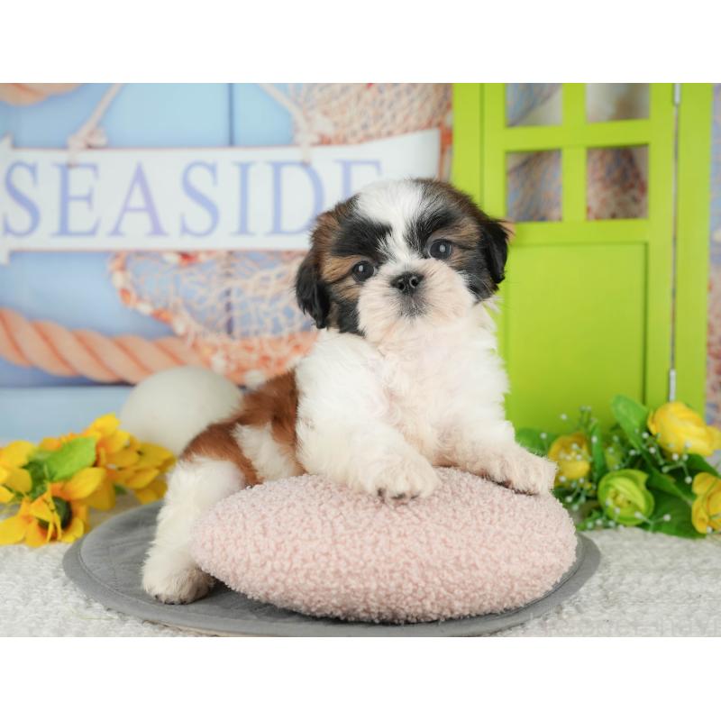 販売中の千葉県のシーズー-436334の9枚目