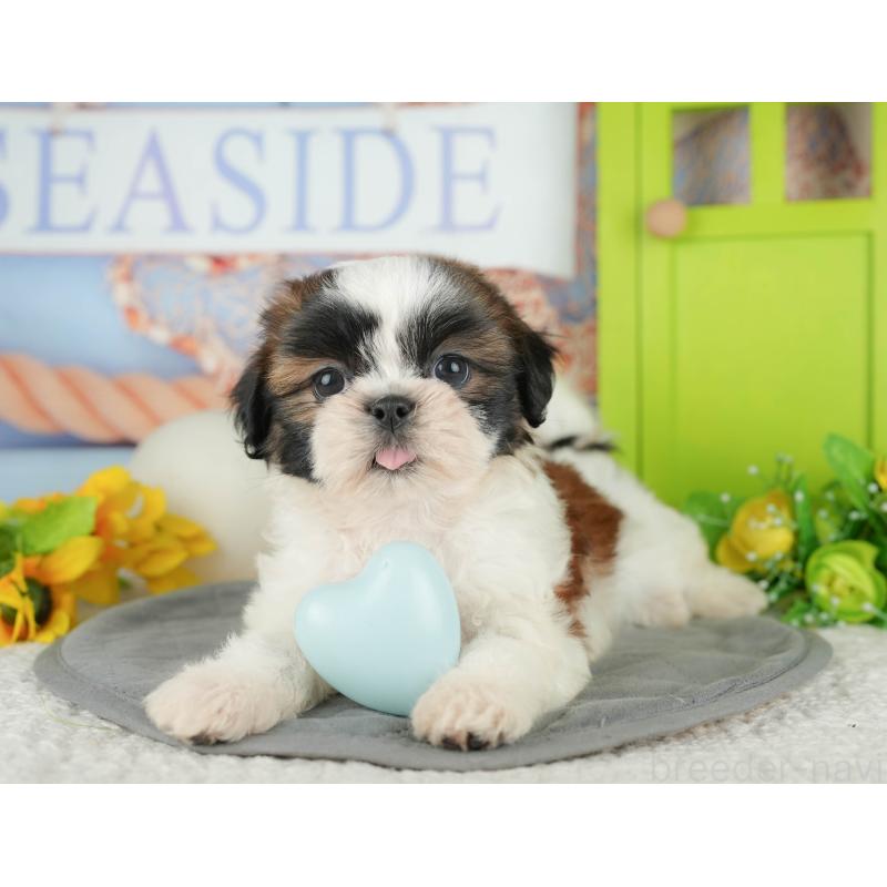 販売中の千葉県のシーズー-436334の8枚目