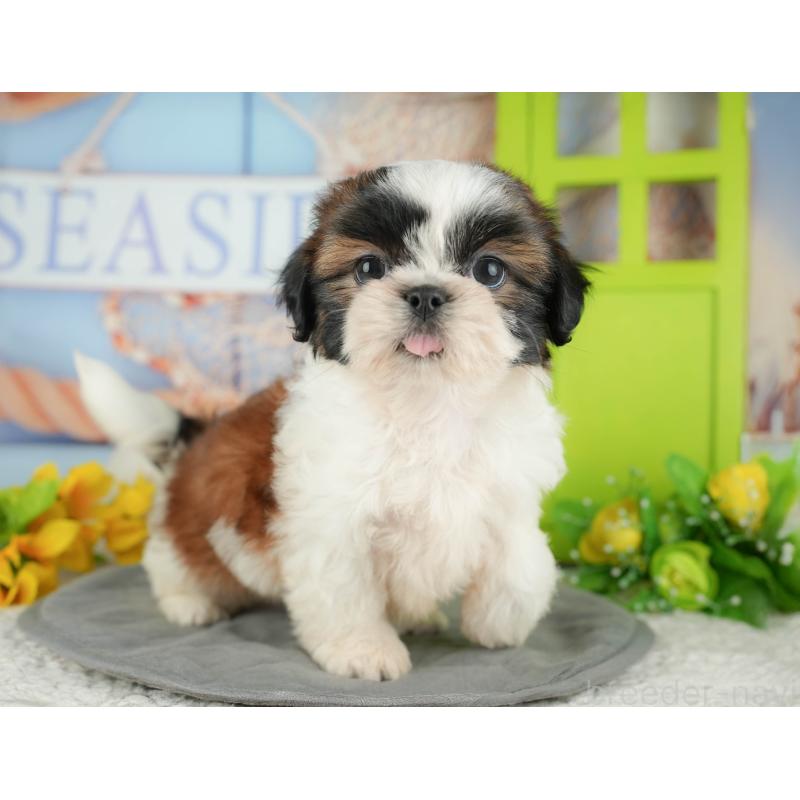 販売中の千葉県のシーズー-436334の7枚目