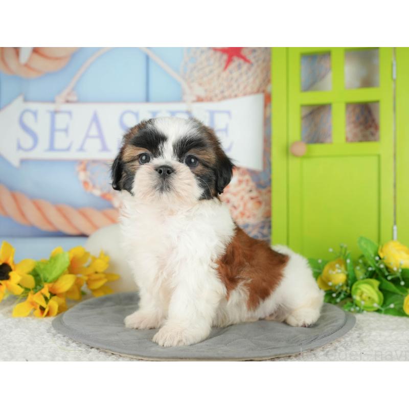 販売中の千葉県のシーズー-436334の6枚目