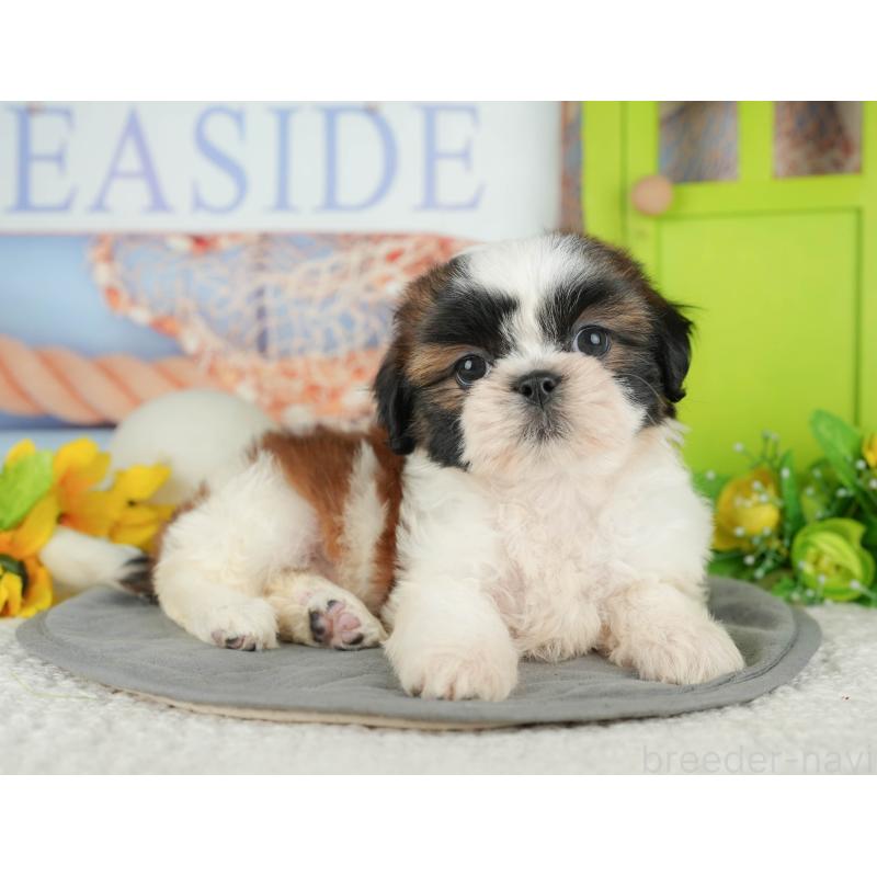 販売中の千葉県のシーズー-436334の5枚目