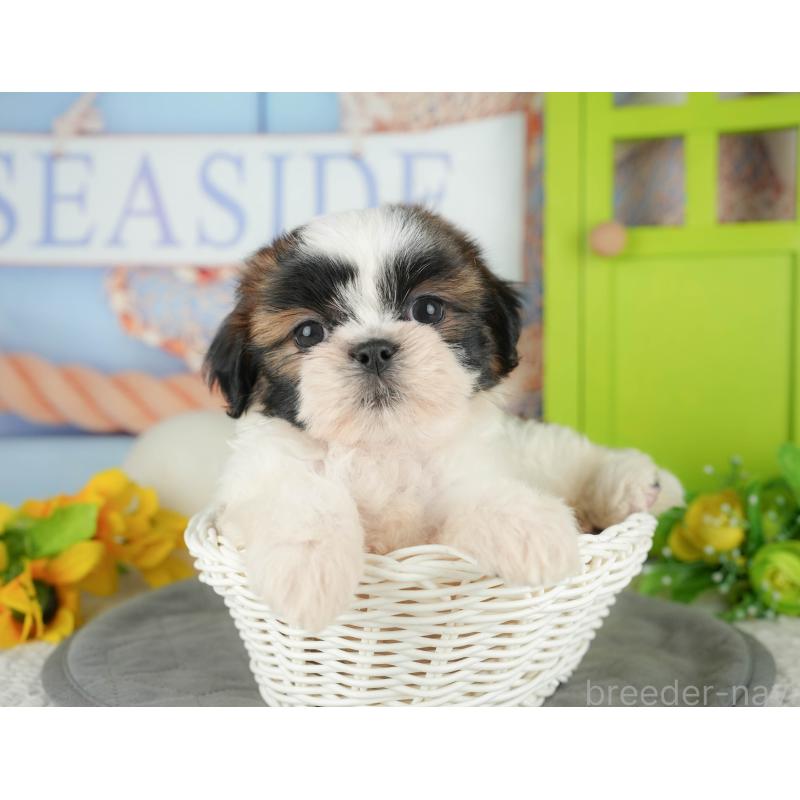 販売中の千葉県のシーズー-436334の4枚目