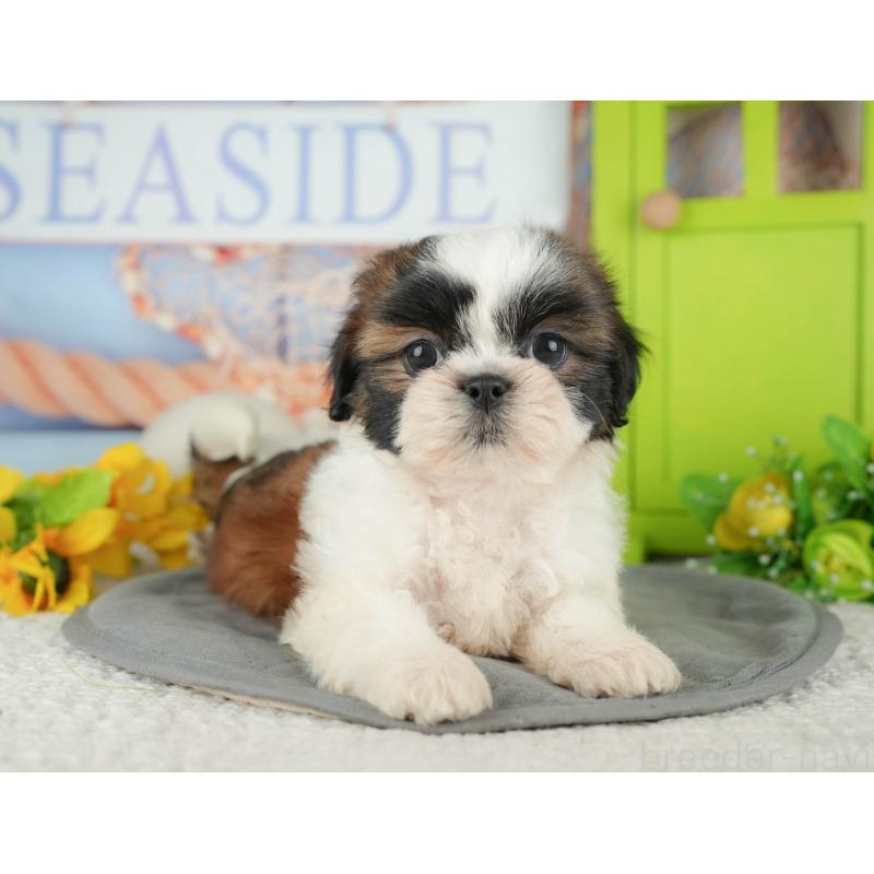 販売中の千葉県のシーズー-436334の3枚目