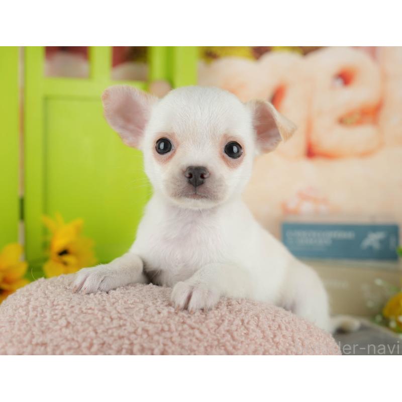 販売中の千葉県のチワワ(スムースコート)-436333