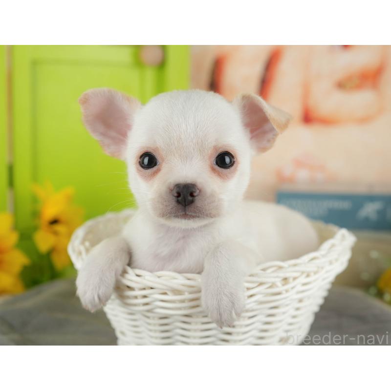 販売中の千葉県のチワワ(スムースコート)-436333の11枚目