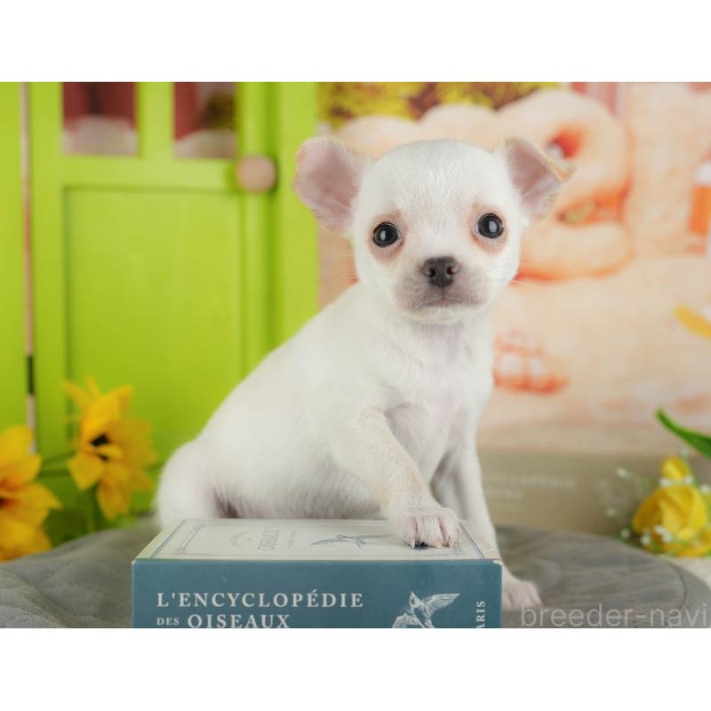 販売中の千葉県のチワワ(スムースコート)-436333の9枚目