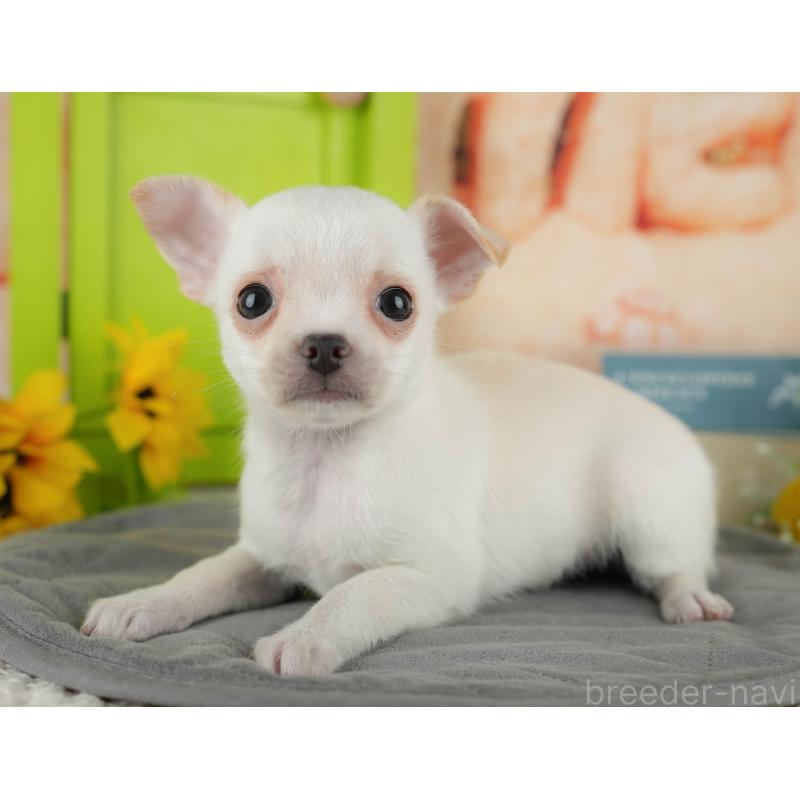 販売中の千葉県のチワワ(スムースコート)-436333の8枚目