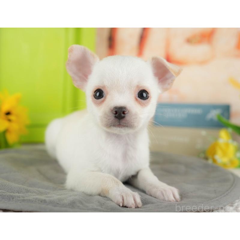 販売中の千葉県のチワワ(スムースコート)-436333の7枚目