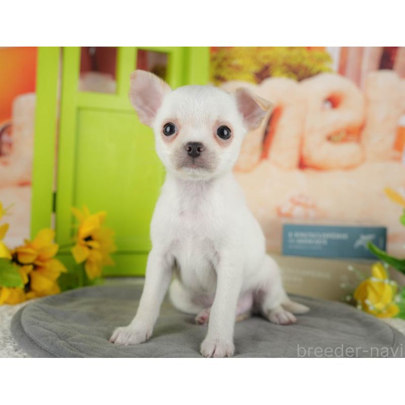 販売中の千葉県のチワワ(スムースコート)-436333の6枚目