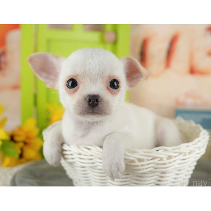 販売中の千葉県のチワワ(スムースコート)-436333の5枚目
