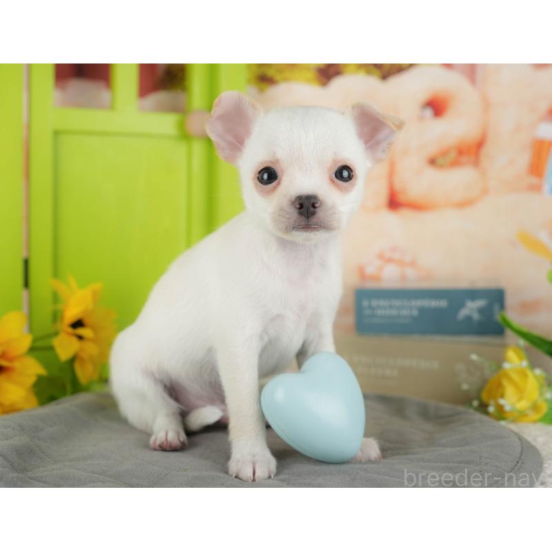 販売中の千葉県のチワワ(スムースコート)-436333の4枚目