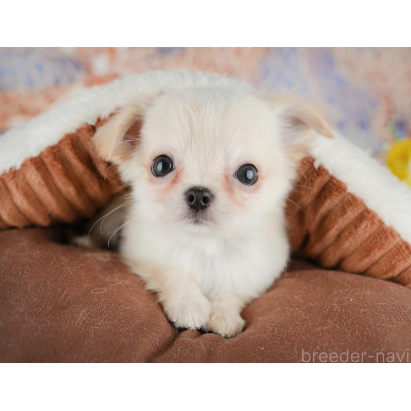 販売中の千葉県のチワワ(ロングコート)-436338