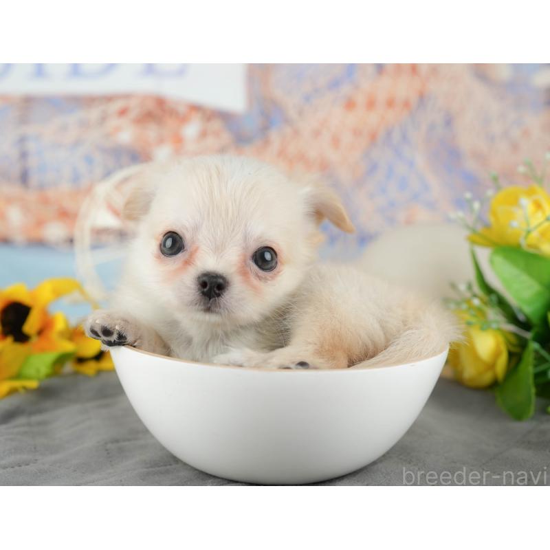 販売中の千葉県のチワワ(ロングコート)-436338の11枚目