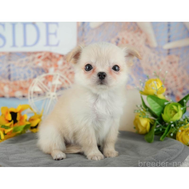 販売中の千葉県のチワワ(ロングコート)-436338の10枚目