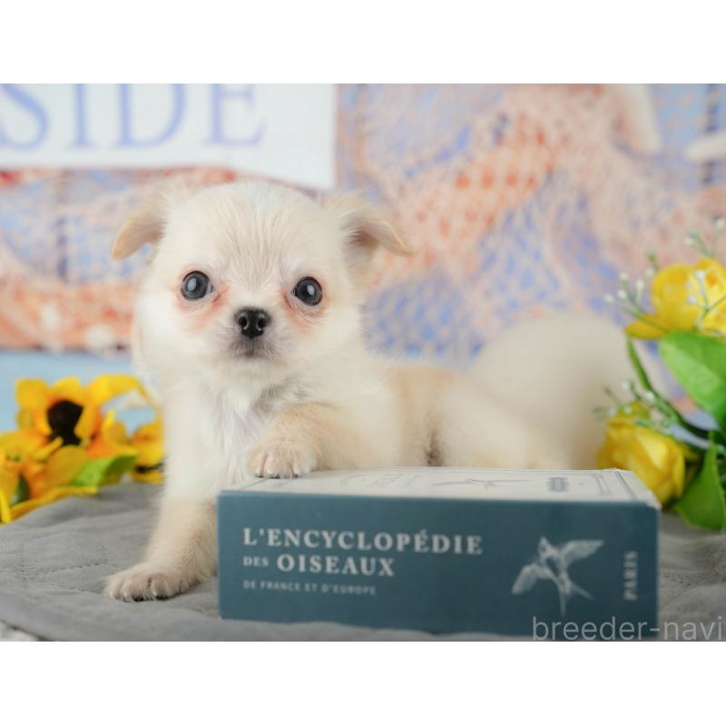 販売中の千葉県のチワワ(ロングコート)-436338の9枚目