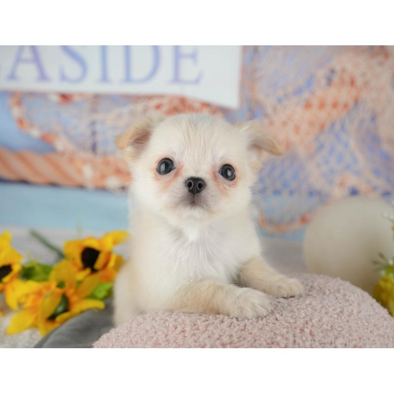 販売中の千葉県のチワワ(ロングコート)-436338の8枚目