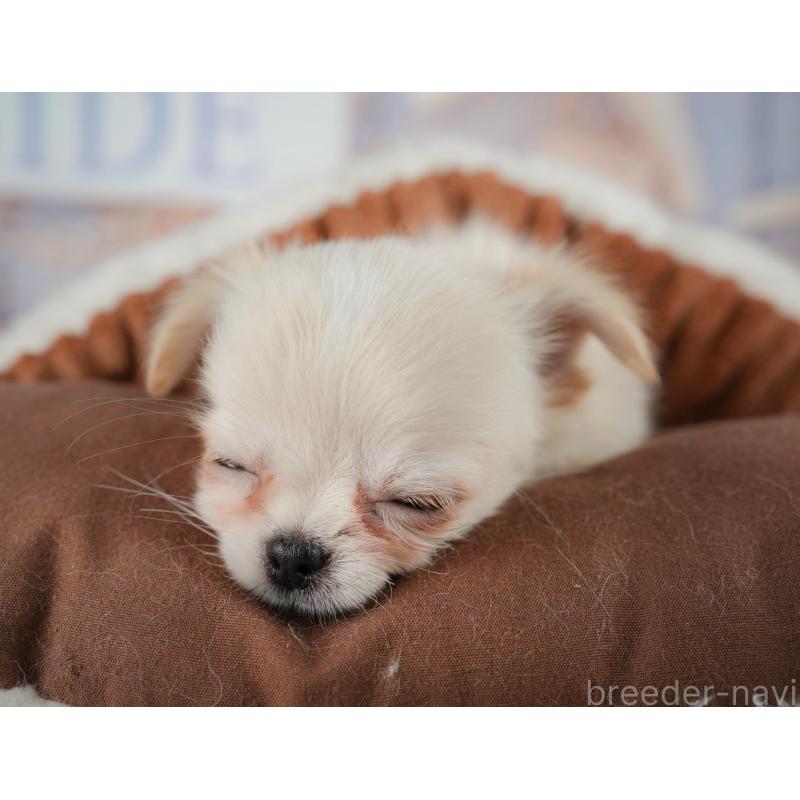 販売中の千葉県のチワワ(ロングコート)-436338の7枚目