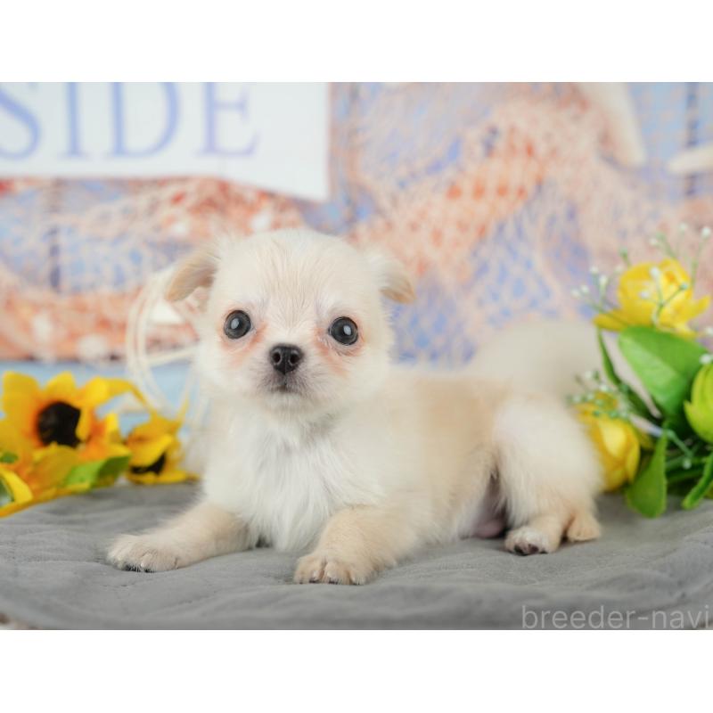 販売中の千葉県のチワワ(ロングコート)-436338の5枚目