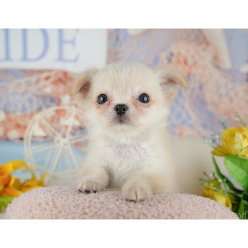 販売中の千葉県のチワワ(ロングコート)-436338の4枚目