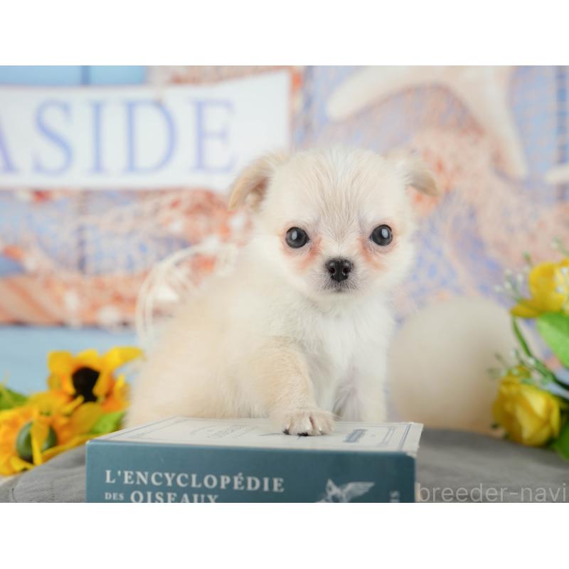 販売中の千葉県のチワワ(ロングコート)-436338の3枚目