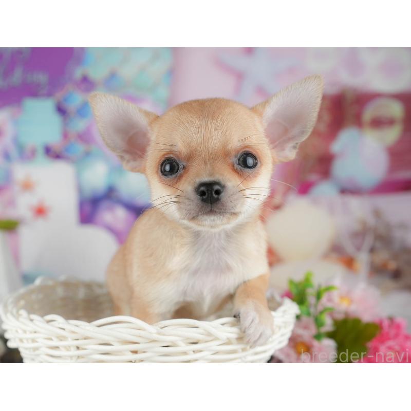 販売中ののチワワ(スムースコート)-436332