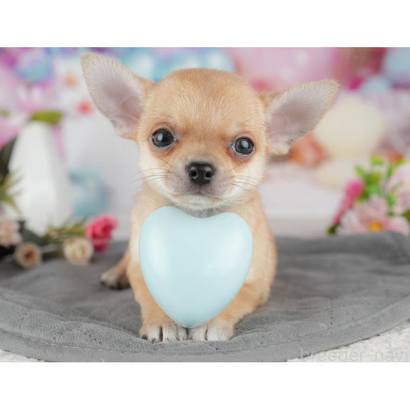 販売中の千葉県のチワワ(スムースコート)-436332の11枚目