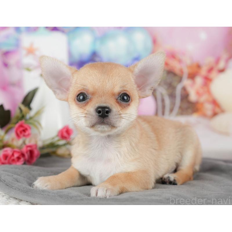 販売中の千葉県のチワワ(スムースコート)-436332の10枚目