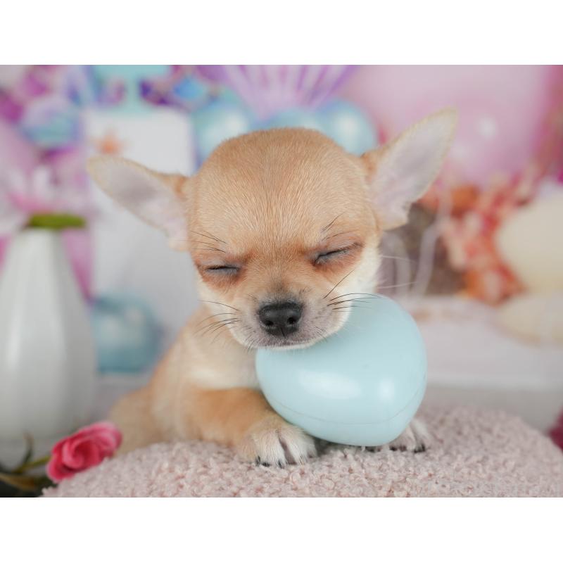 販売中の千葉県のチワワ(スムースコート)-436332の9枚目