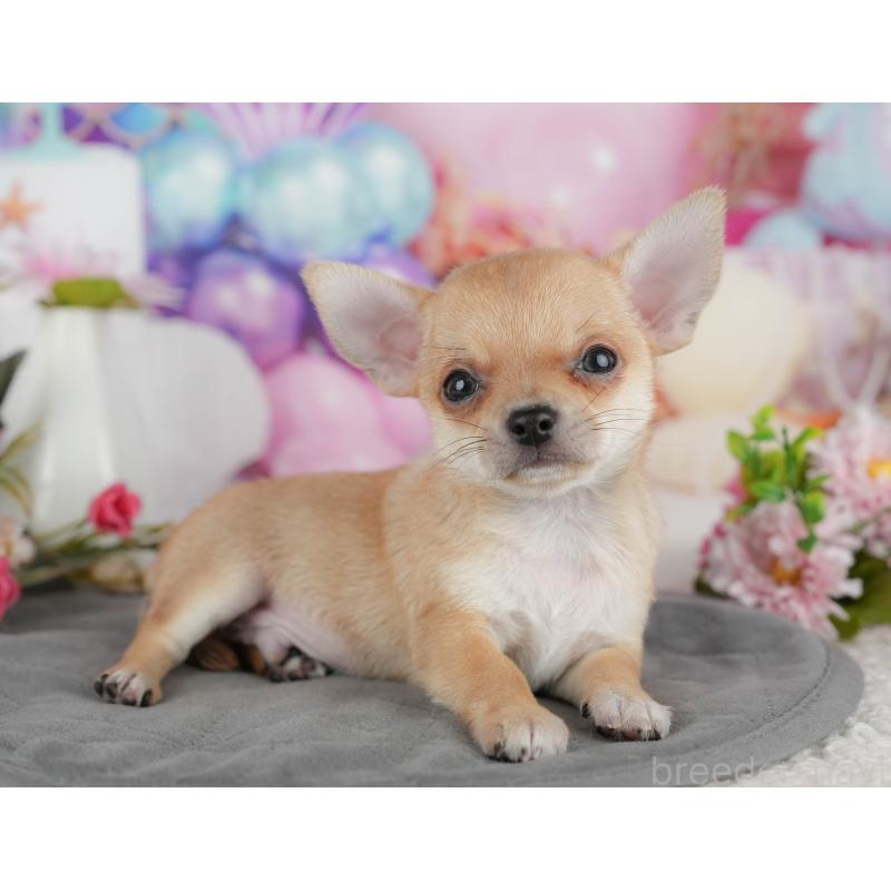 販売中の千葉県のチワワ(スムースコート)-436332の8枚目