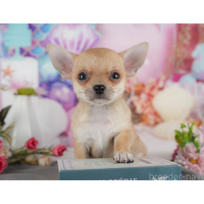 販売中の千葉県のチワワ(スムースコート)-436332の7枚目