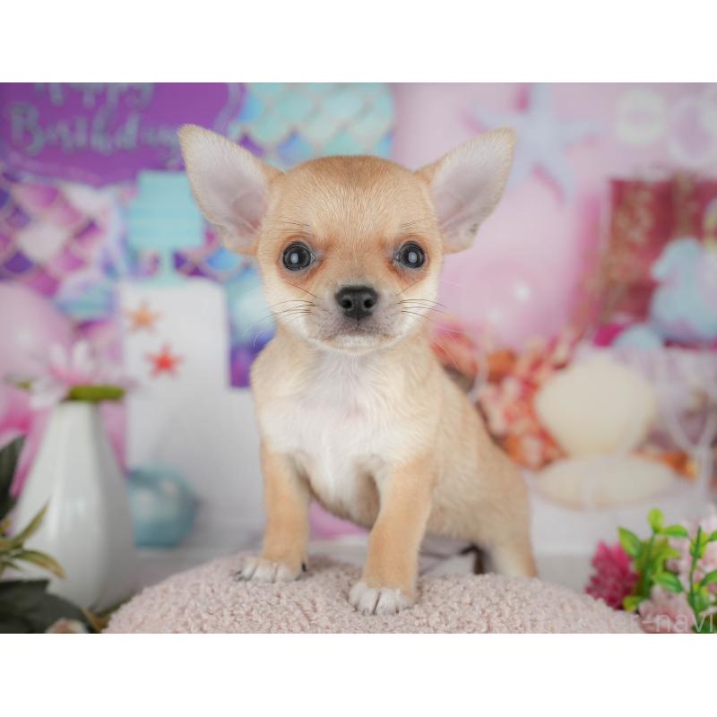 販売中の千葉県のチワワ(スムースコート)-436332の6枚目