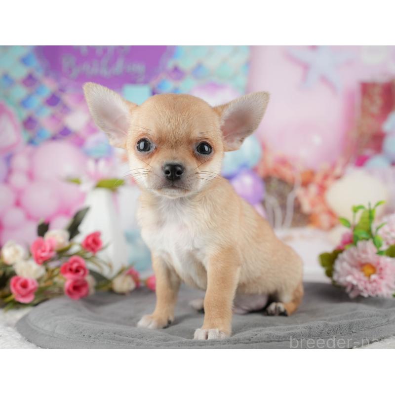 販売中の千葉県のチワワ(スムースコート)-436332の4枚目