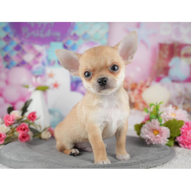 販売中の千葉県のチワワ(スムースコート)-436332の3枚目