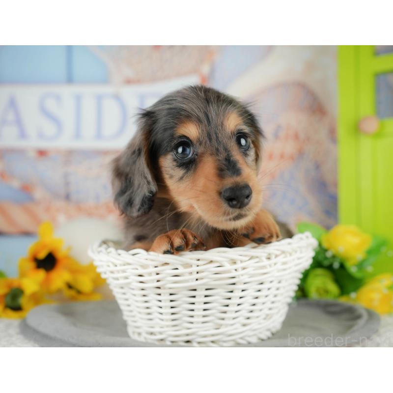 販売中の千葉県のミニチュアダックスフンド(ロングヘアード)-436330