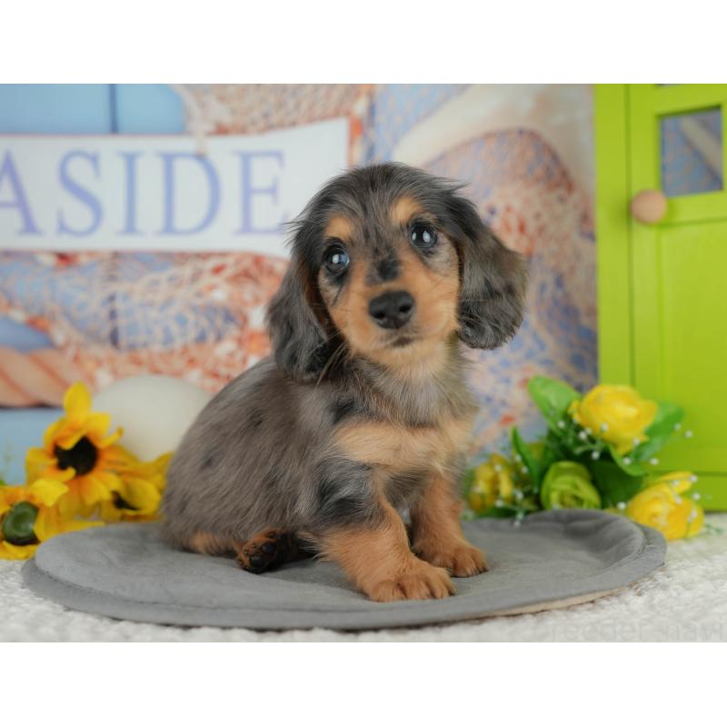 販売中の千葉県のミニチュアダックスフンド(ロングヘアード)-436330の10枚目