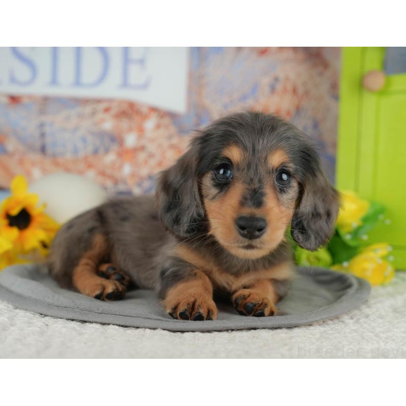 販売中の千葉県のミニチュアダックスフンド(ロングヘアード)-436330の9枚目