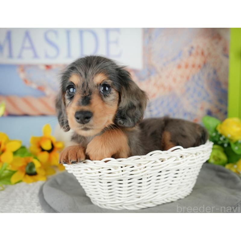 販売中の千葉県のミニチュアダックスフンド(ロングヘアード)-436330の7枚目