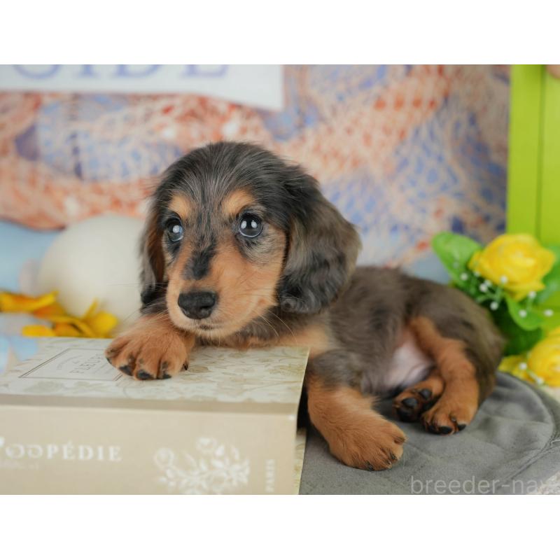 販売中の千葉県のミニチュアダックスフンド(ロングヘアード)-436330の6枚目