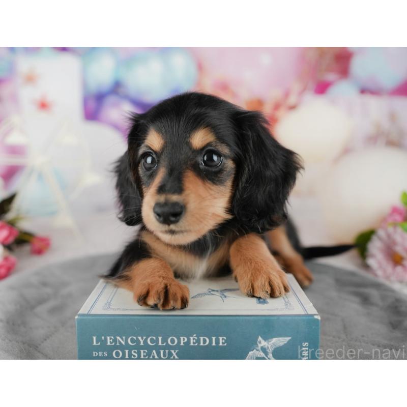 販売中の千葉県のミニチュアダックスフンド(ロングヘアード)-436329