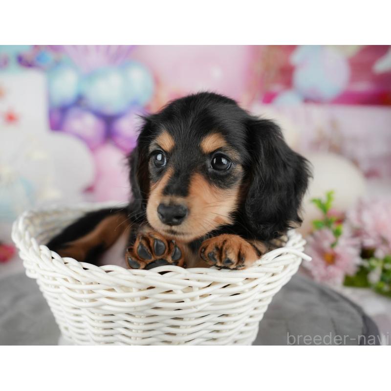 販売中の千葉県のミニチュアダックスフンド(ロングヘアード)-436329の10枚目