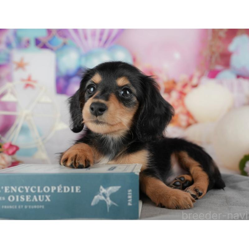 販売中の千葉県のミニチュアダックスフンド(ロングヘアード)-436329の9枚目