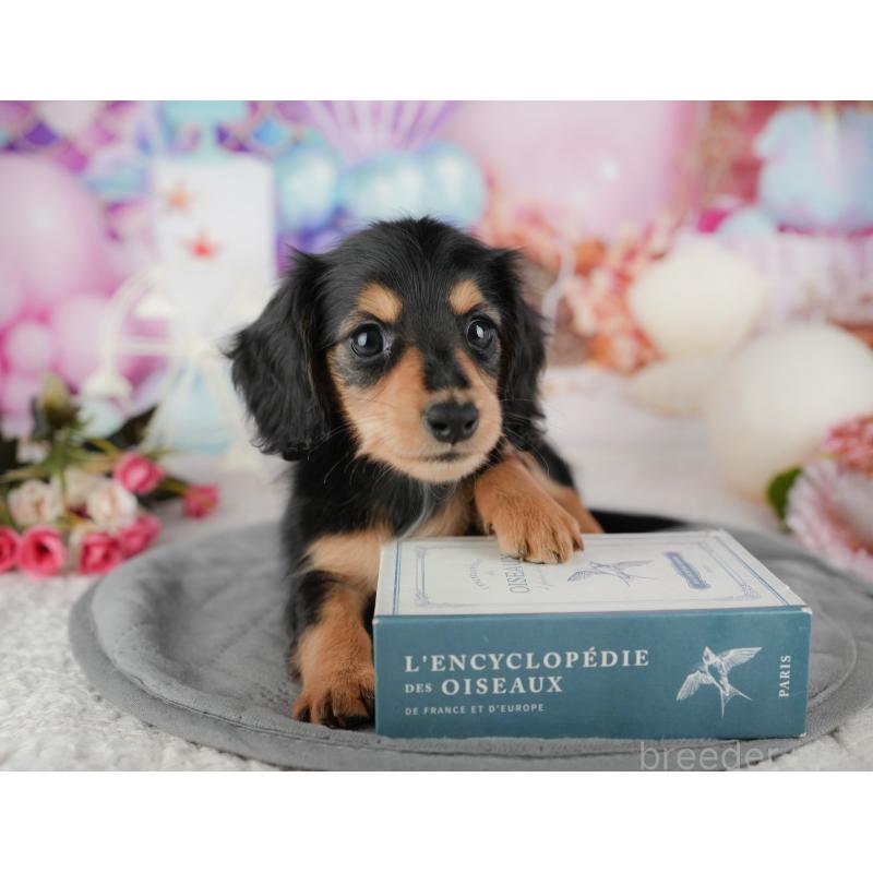 販売中の千葉県のミニチュアダックスフンド(ロングヘアード)-436329の8枚目