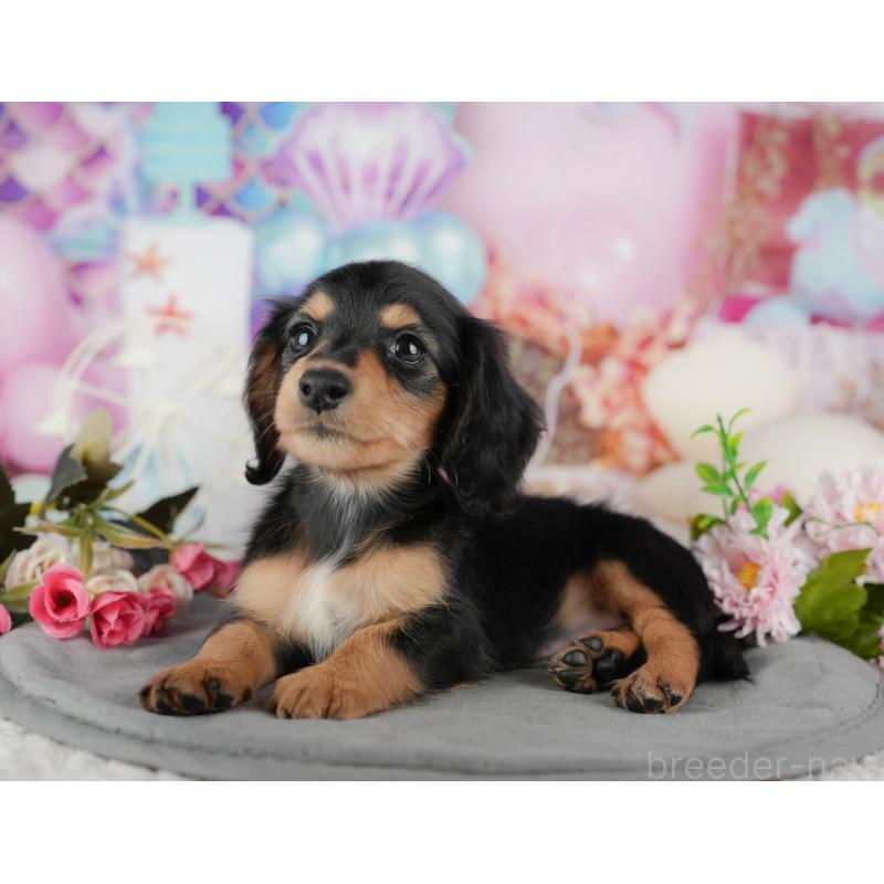 販売中の千葉県のミニチュアダックスフンド(ロングヘアード)-436329の7枚目