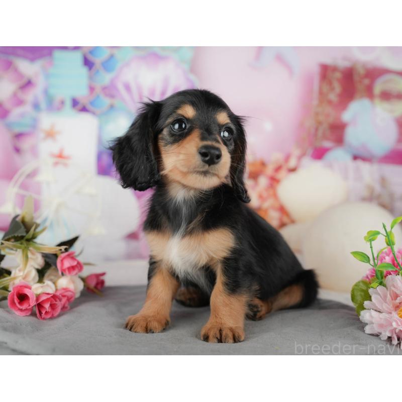 販売中の千葉県のミニチュアダックスフンド(ロングヘアード)-436329の6枚目