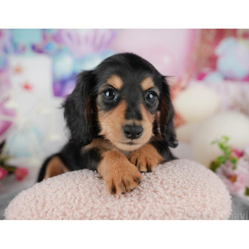 販売中の千葉県のミニチュアダックスフンド(ロングヘアード)-436329の4枚目